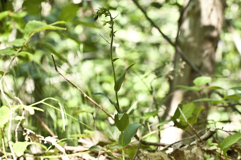 Epipactis muelleri  ?