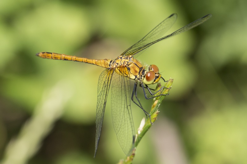 ID libellula