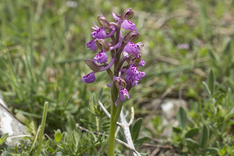 Anacamptis morio