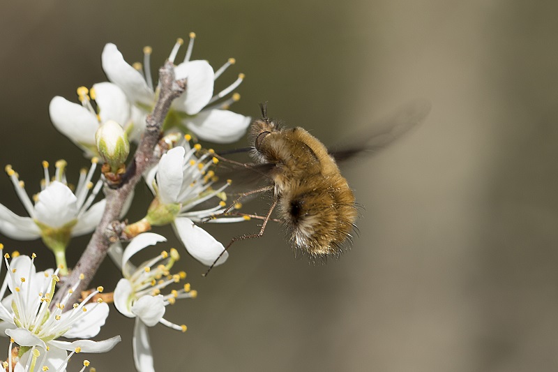 Dittero Bombylidae