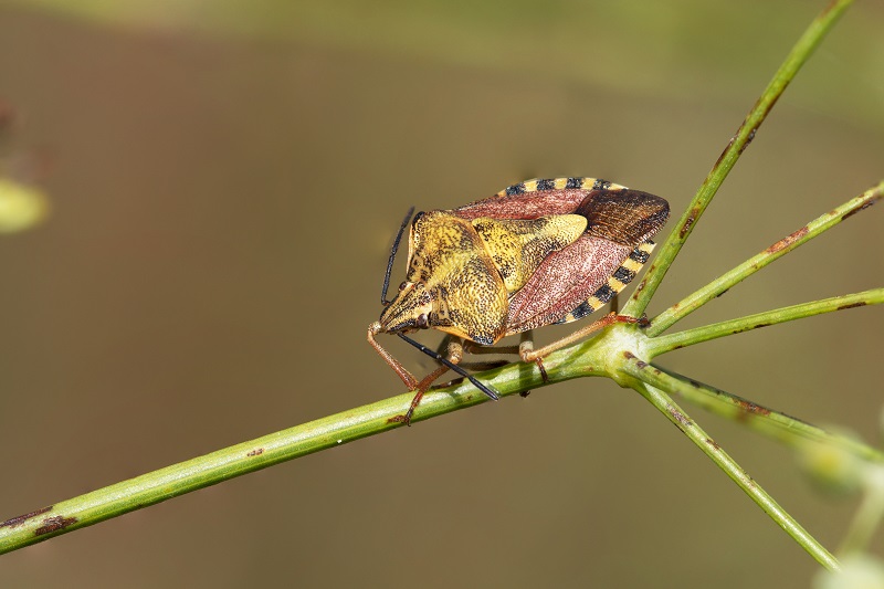 Pentatomidae: Carpocoris pudicus della Toscana (GR)