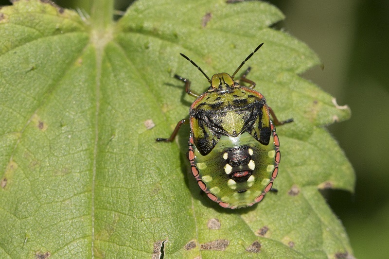 Pentatomidae: Nezara viridula (ninfa) della Toscana (GR)