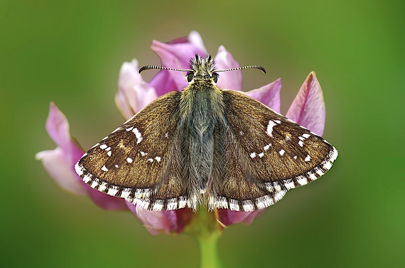 farfallina da ID - Pyrgus sp.