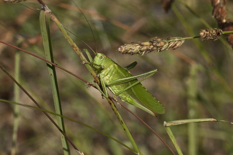 grillo verde id