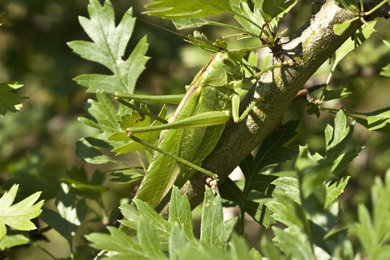 grillo verde id