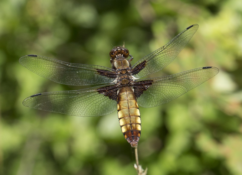 Libellula gialla e marrone