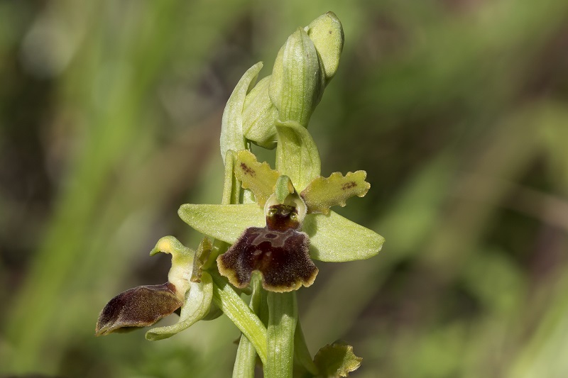 Ophrys sphegodes ??