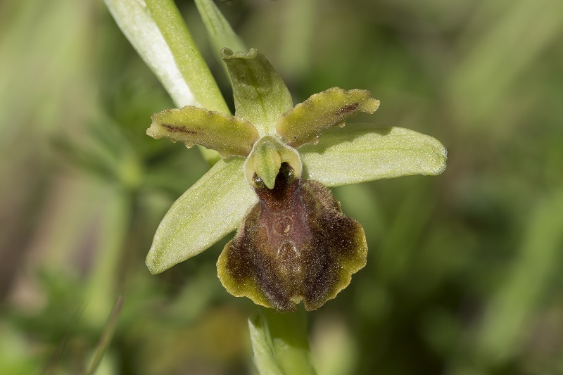 Ophrys sphegodes ??