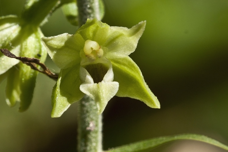 Epipactis muelleri  ?