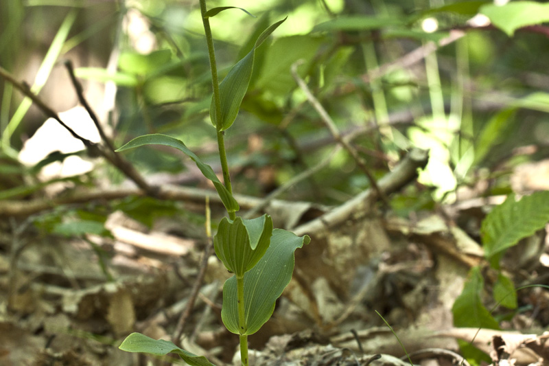 Epipactis muelleri  ?