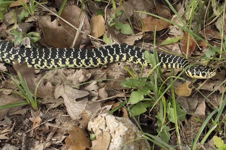 Hierophis viridiflavus(Lacpde, 1789)).