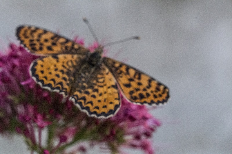 Farfalla - Melitaea didyma