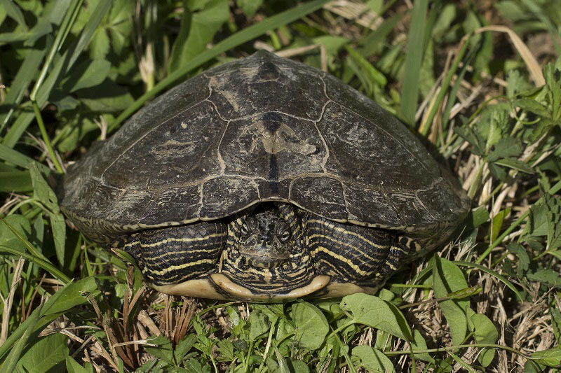 Trachemys scripta di Massa Marittima