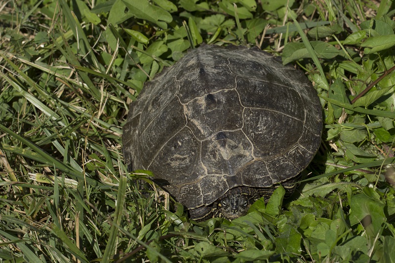 Trachemys scripta di Massa Marittima