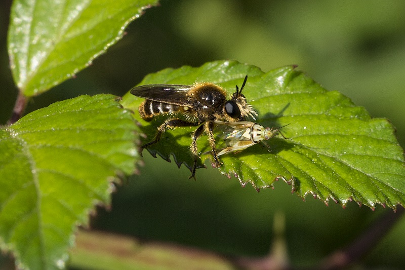 Choerades sp. (Asilidae) che preda Eterottero Miridae