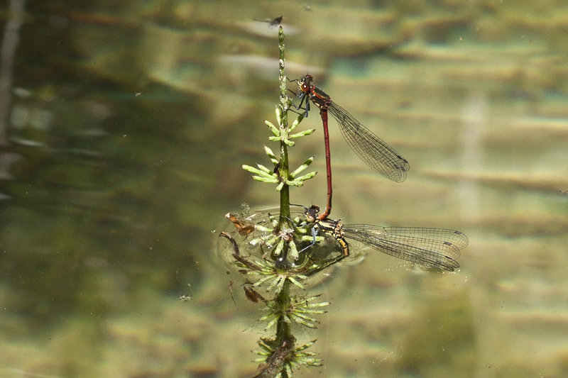 Di libellule in accoppiamento - Pyrrhosoma nymphula