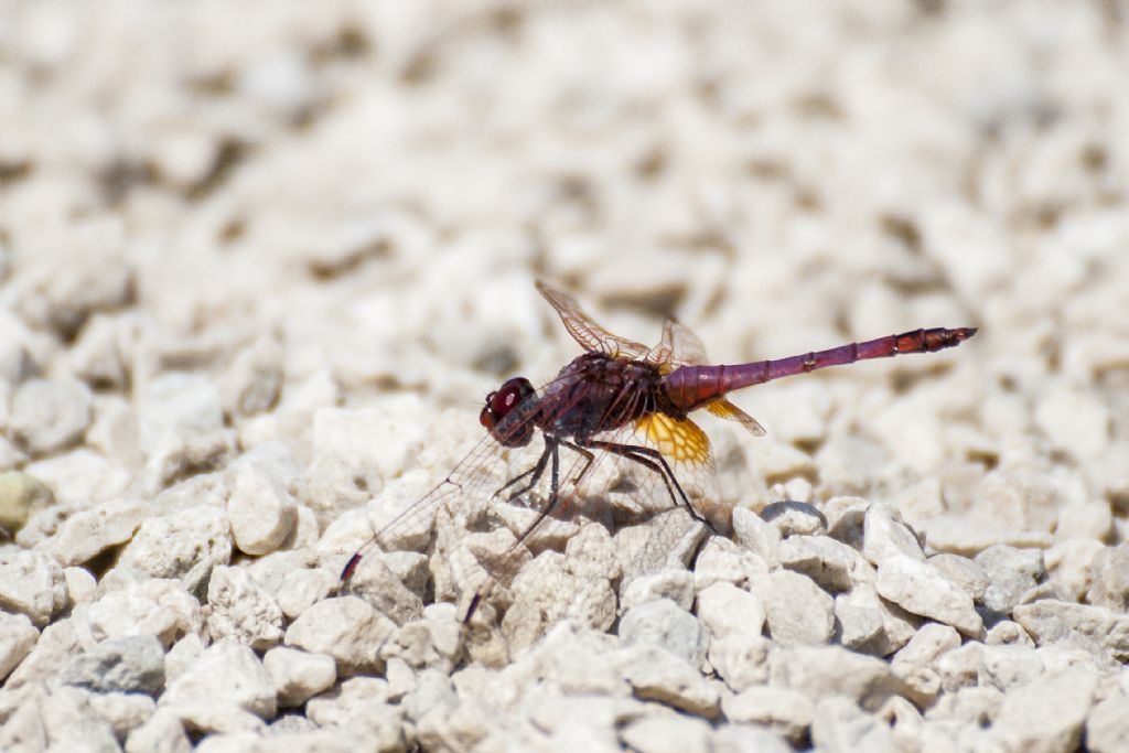 Identificazione: Trithemis Annulata Maschio?