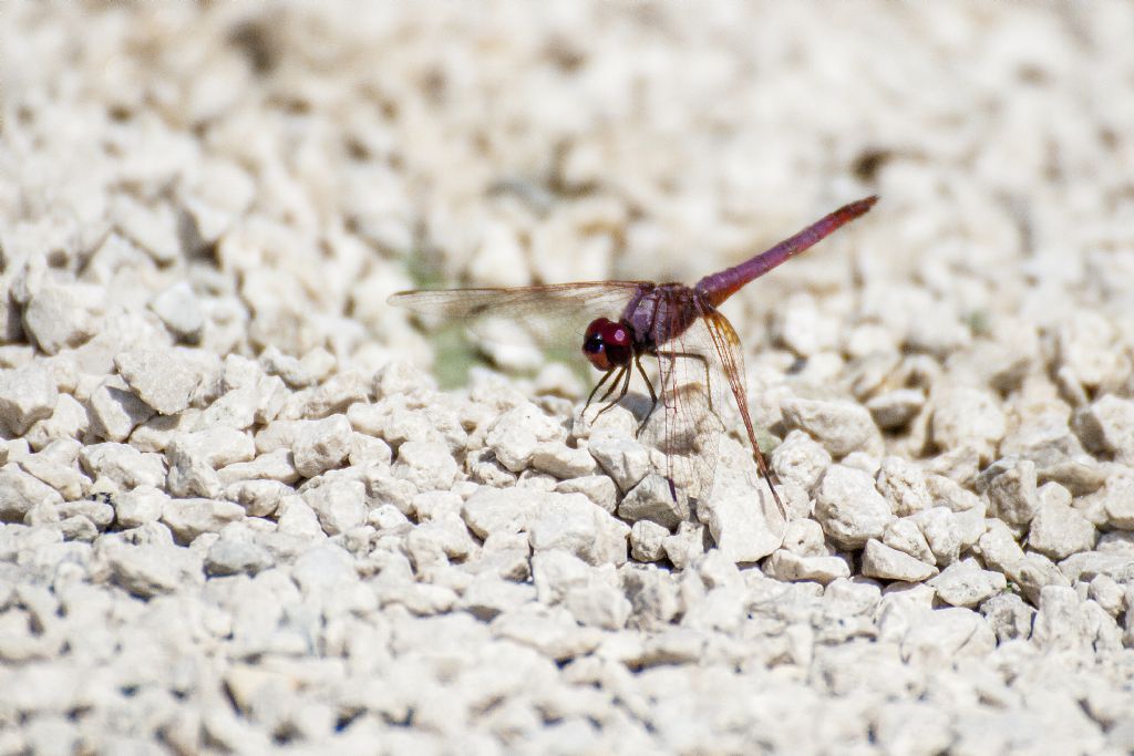 Identificazione: Trithemis Annulata Maschio?