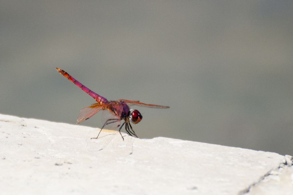 Identificazione: Trithemis Annulata Maschio?