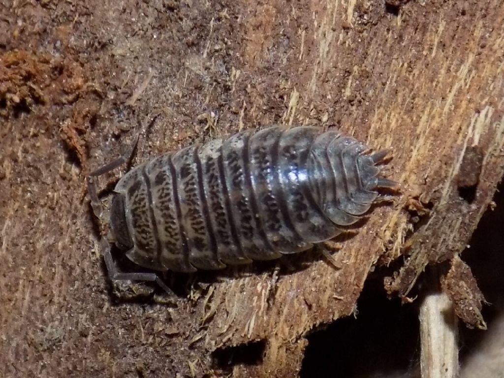 Isopoda Porcellionidae:  Porcellio sp.