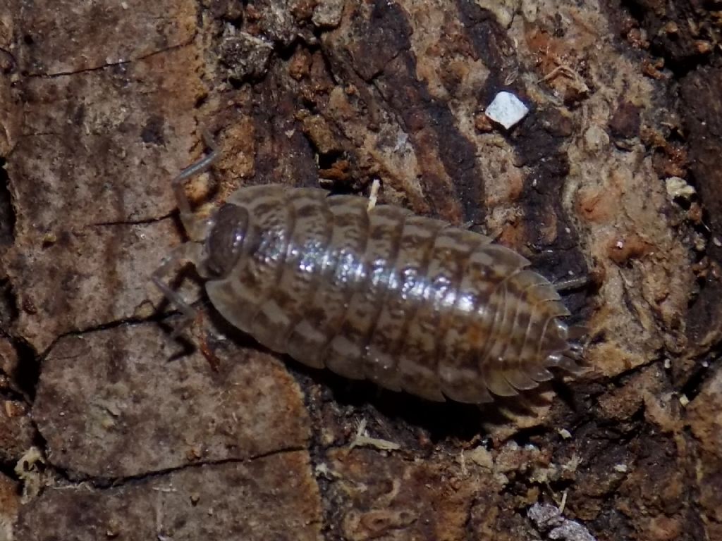 Isopoda Porcellionidae:  Porcellio sp.