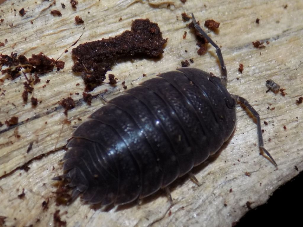 Isopoda Porcellionidae:  Porcellio sp.