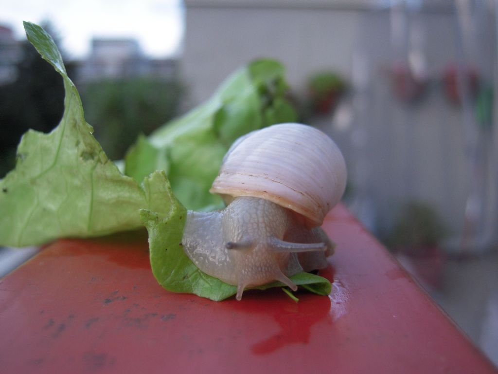 Helix cincta bianca