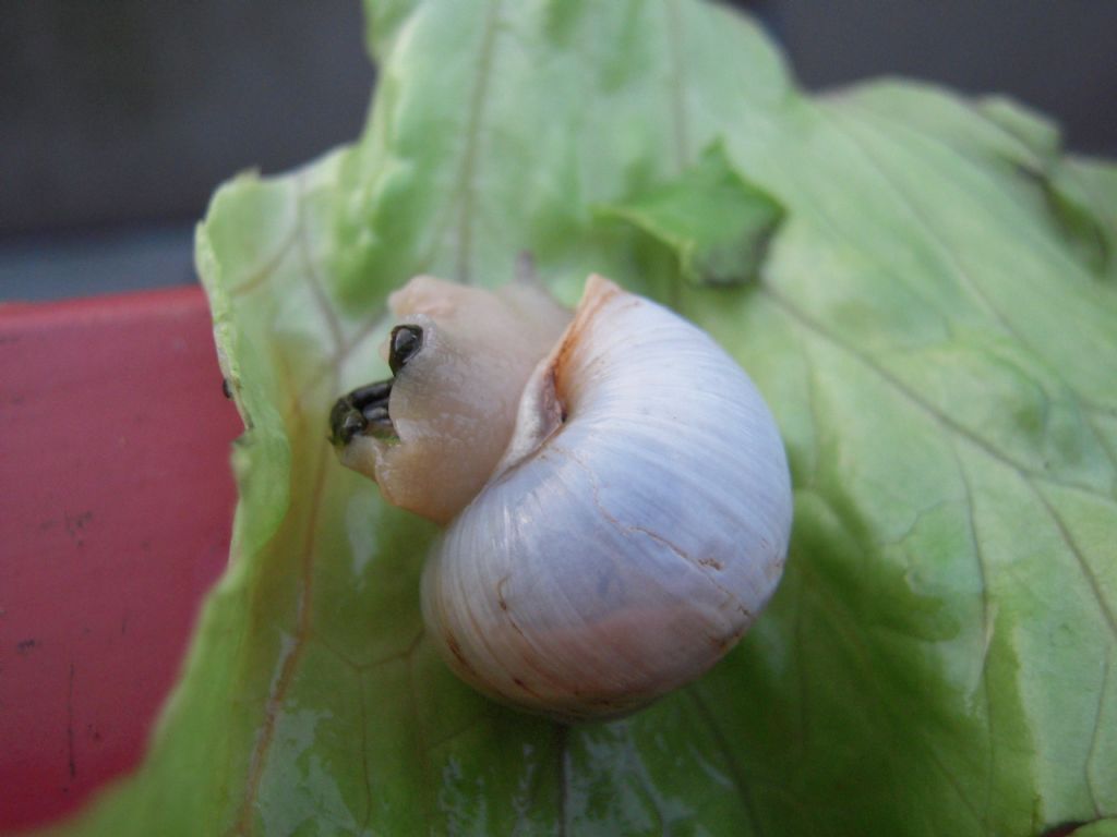 Helix cincta bianca