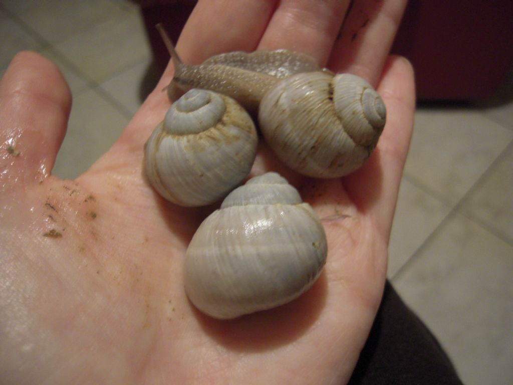 Helix cincta bianca