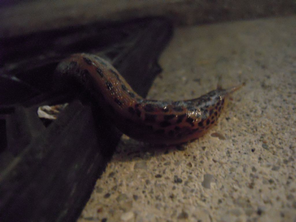 Limax da Gradisca d''Isonzo