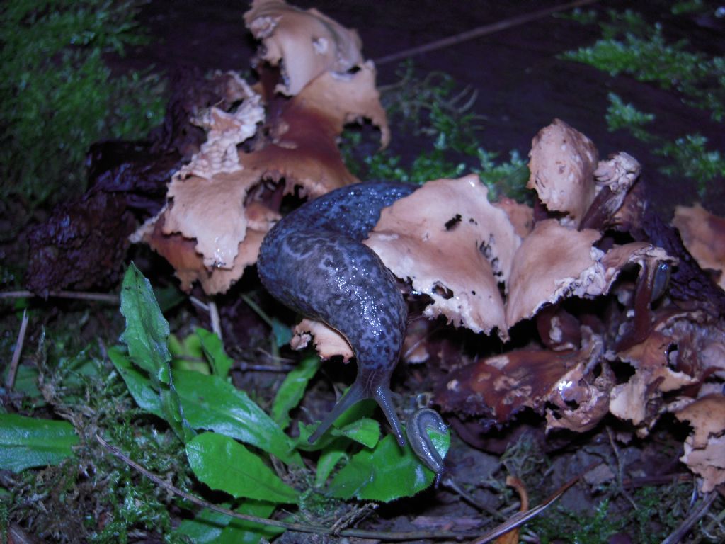 Limax da Gradisca d''Isonzo