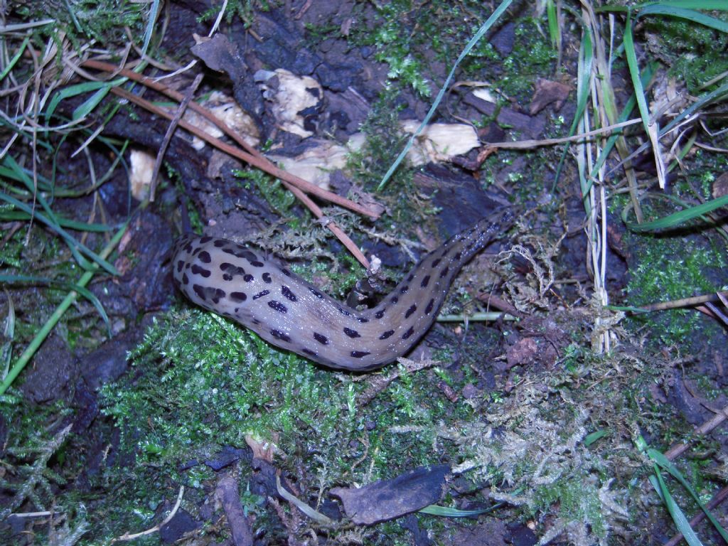 Limax da Gradisca d''Isonzo