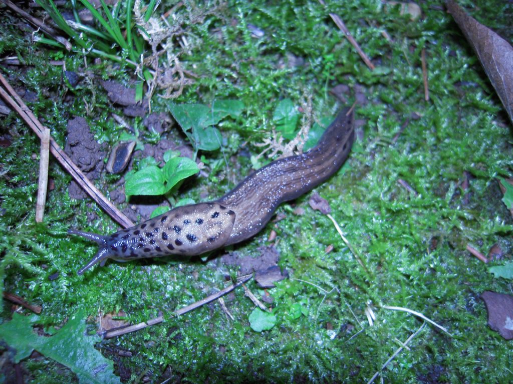 Limax da Gradisca d''Isonzo