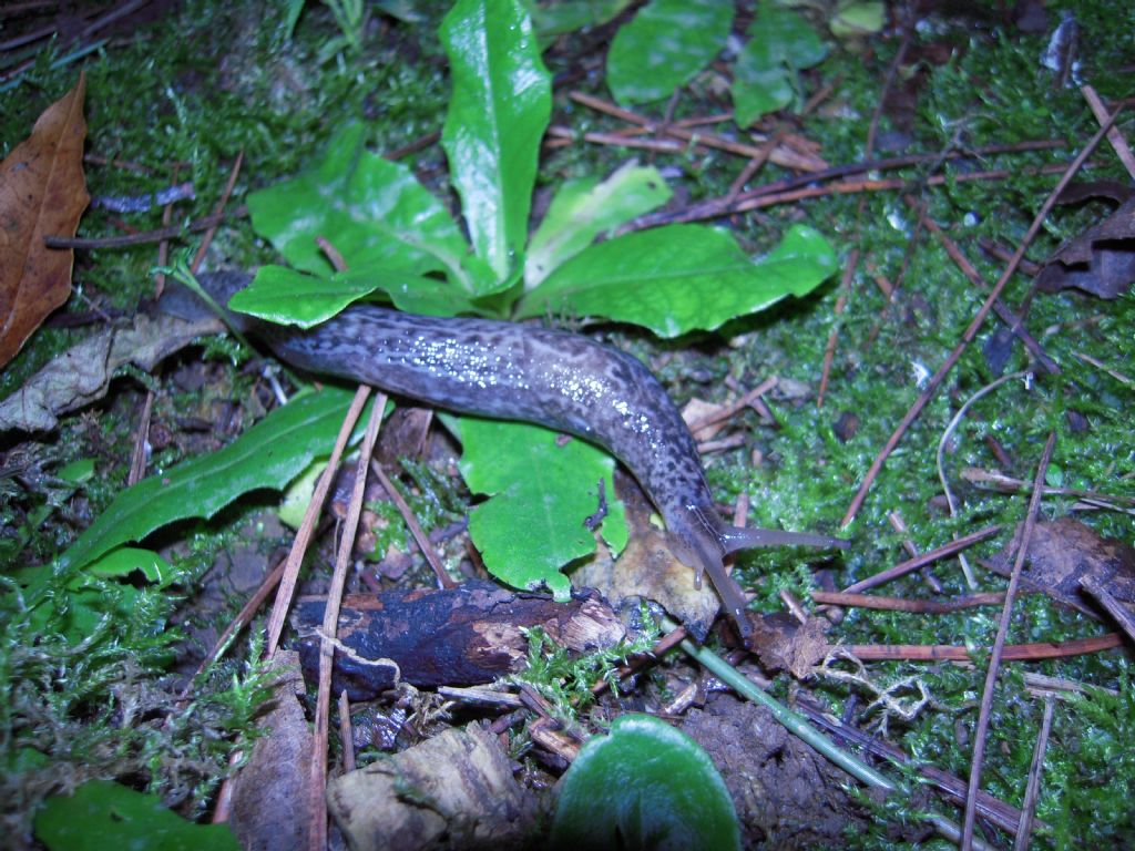 Limax da Gradisca d''Isonzo