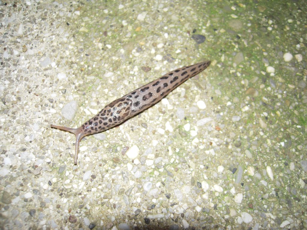 Limax da Gradisca d''Isonzo