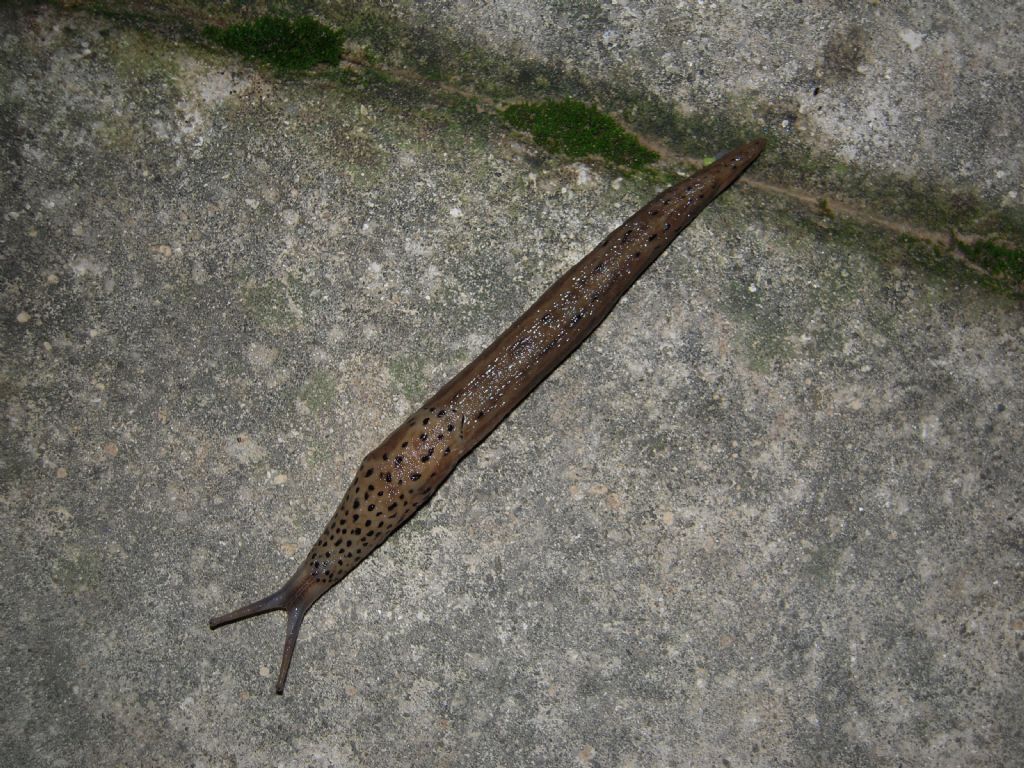 Limax da Gradisca d''Isonzo