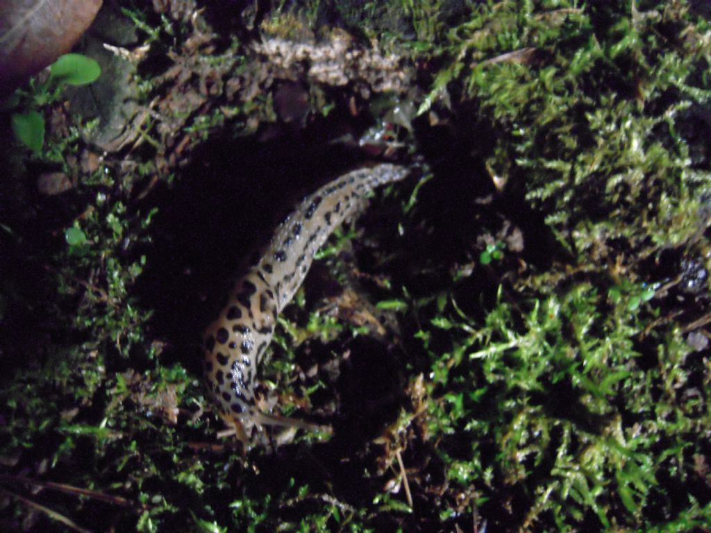 Limax da Gradisca d''Isonzo