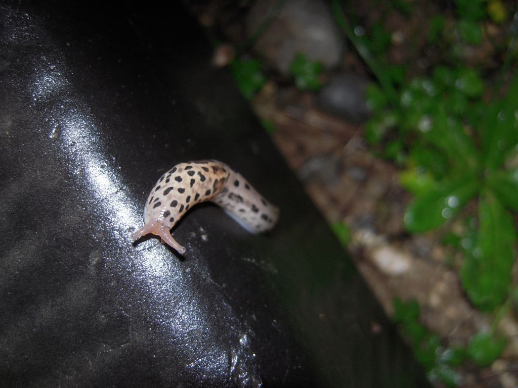 Limax da Gradisca d''Isonzo