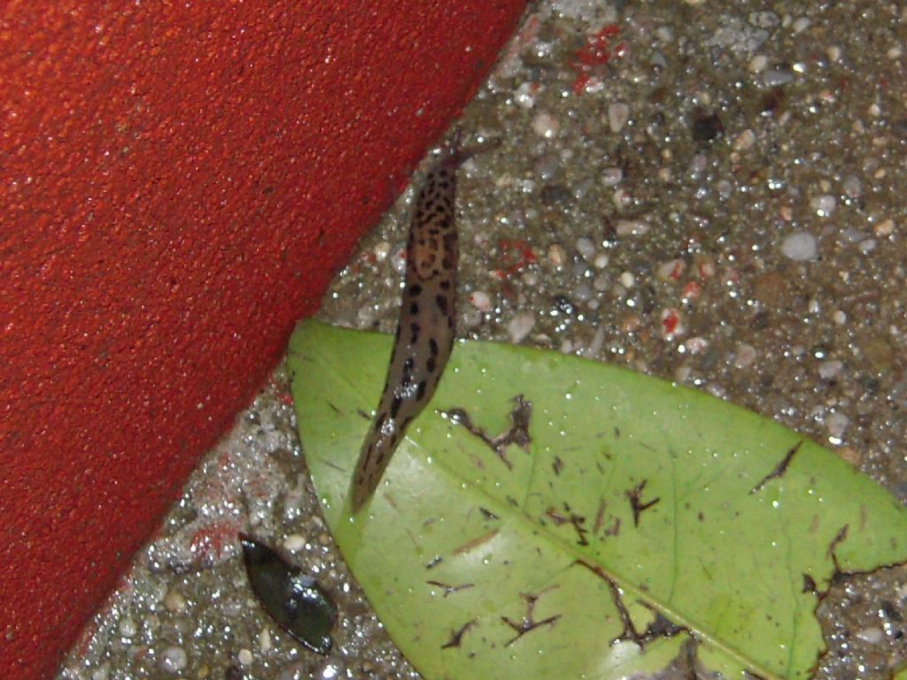 Limax da Gradisca d''Isonzo