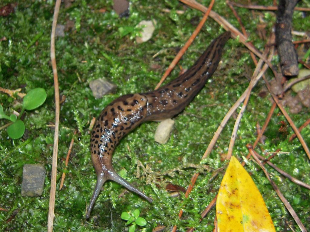 Limax da Gradisca d''Isonzo