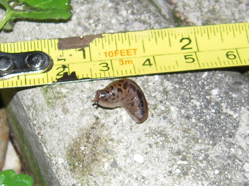 Limax da Gradisca d''Isonzo