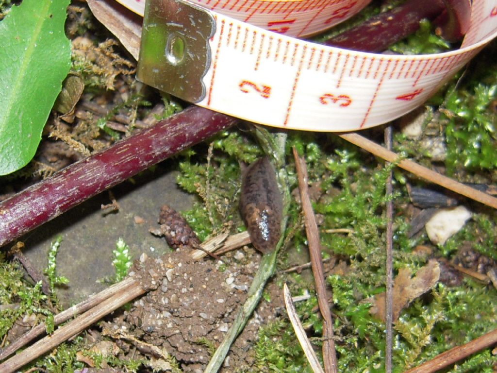 Limax da Gradisca d''Isonzo