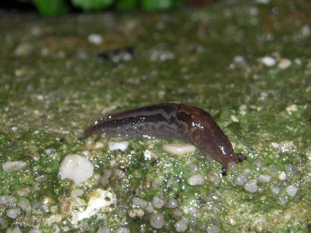 Limax da Gradisca d''Isonzo