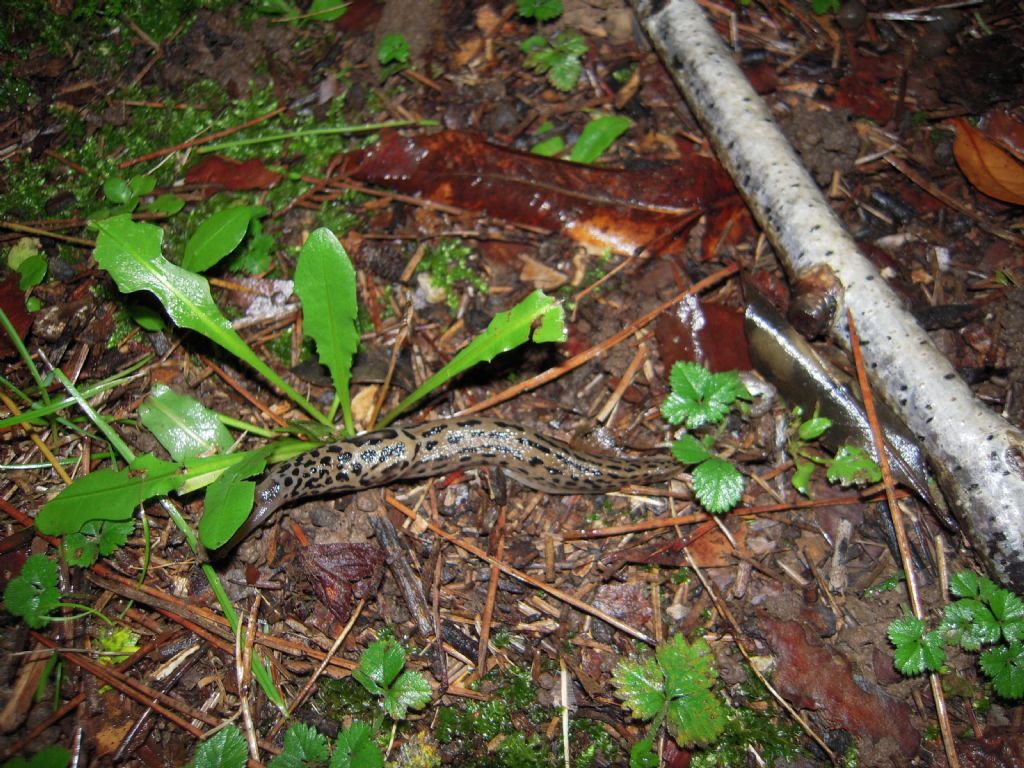 Limax da Gradisca d''Isonzo