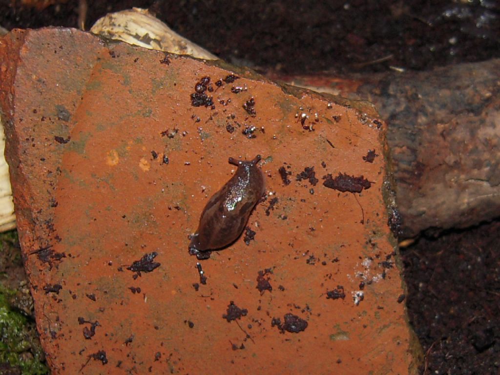 Limax da Gradisca d''Isonzo