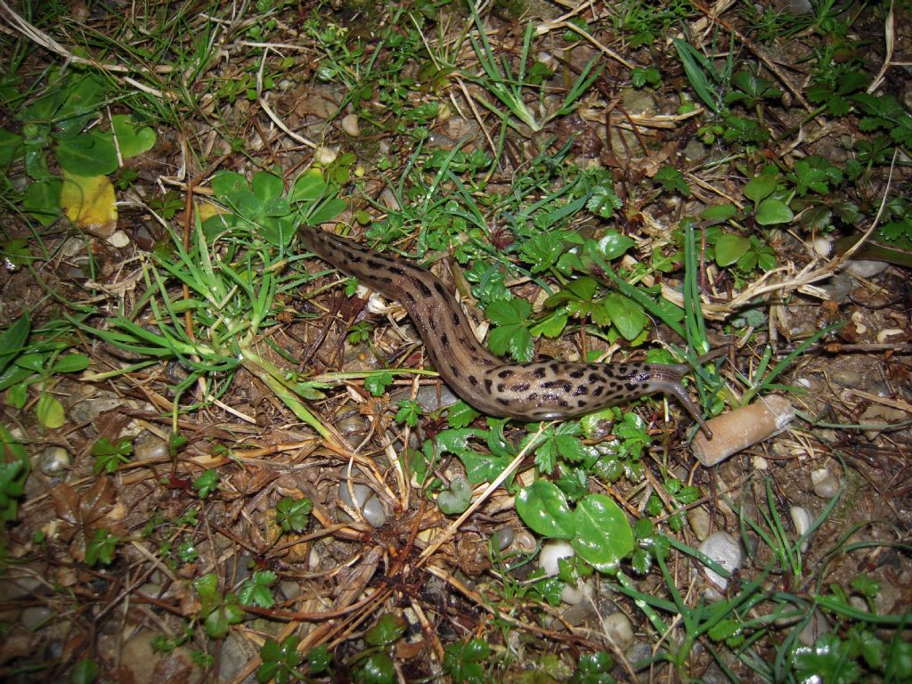 Limax da Gradisca d''Isonzo