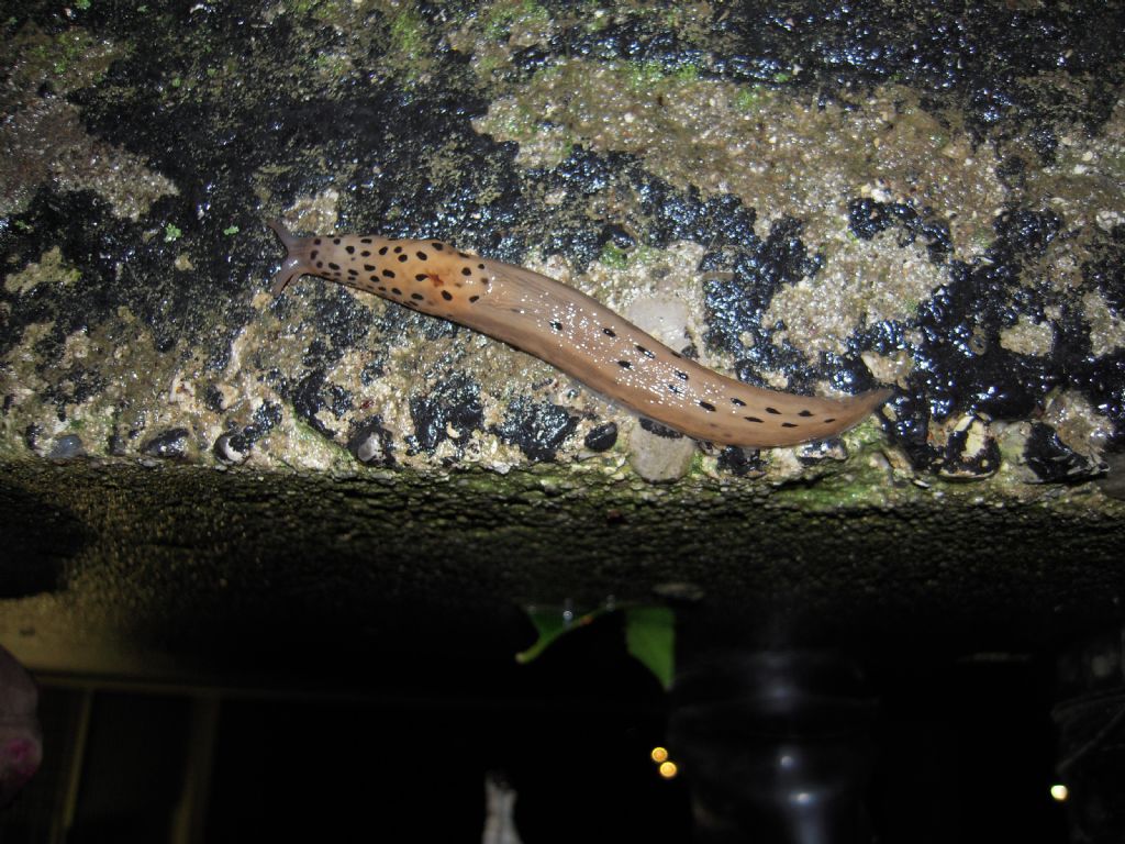 Limax da Gradisca d''Isonzo