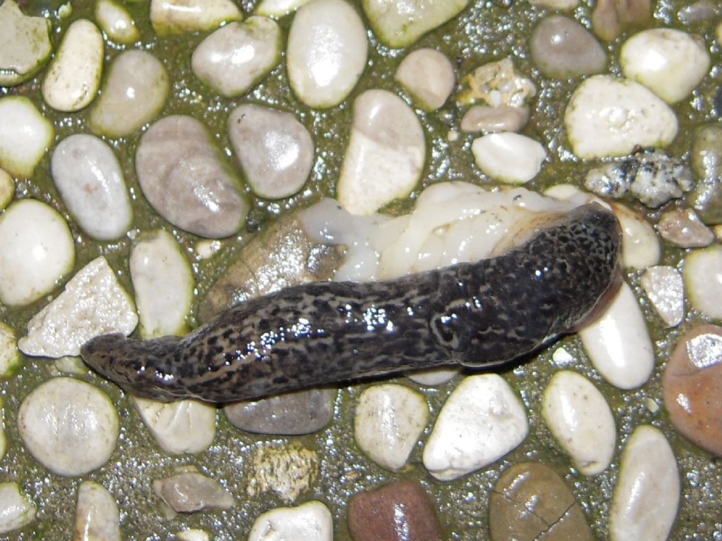 Limax da Gradisca d''Isonzo