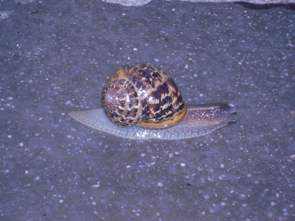 Gasteropodi vari da Gradisca d''Isonzo