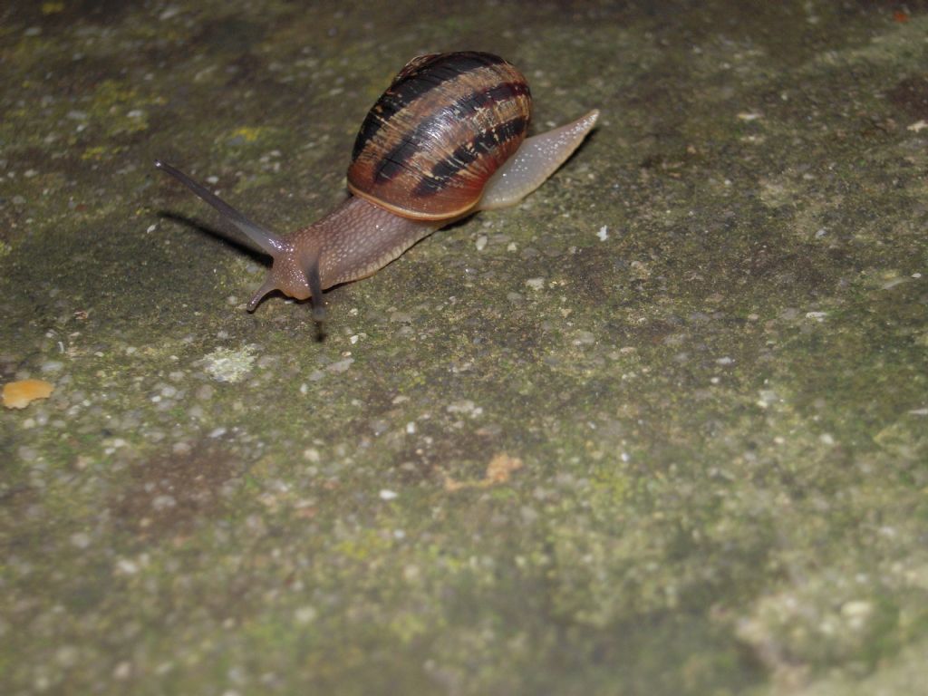 Gasteropodi vari da Gradisca d''Isonzo